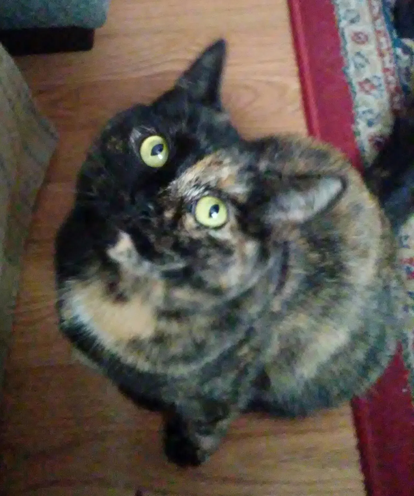 Lost cat in Putnam, CT, 6260