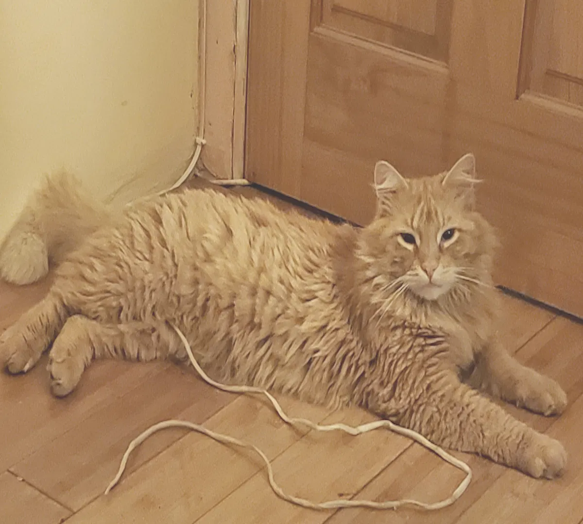Lost cat in Silver Spring, MD, 20901