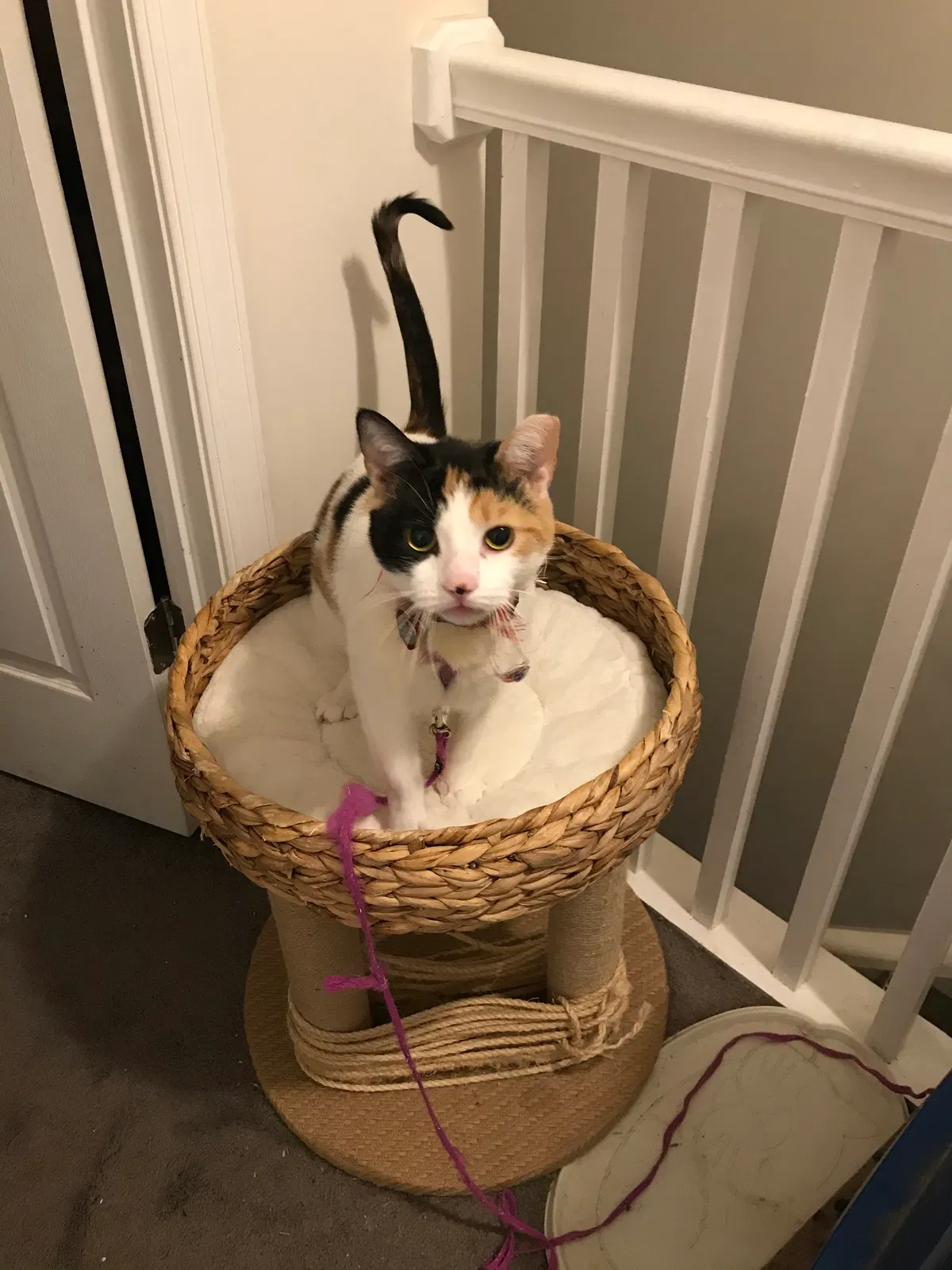 Lost cat in Baltimore, MD, 21212