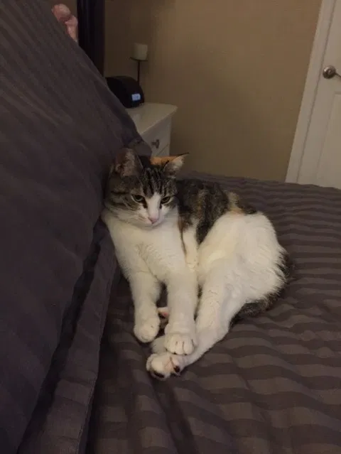 Lost cat in Cape Coral, FL, 33991