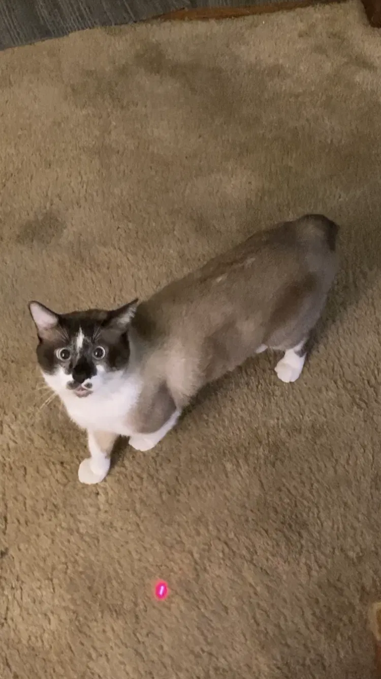 Lost cat in Sand Springs, OK, 74063