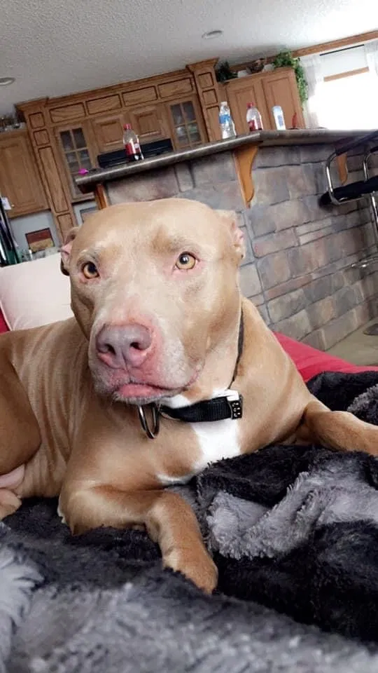 Lost dog in Odenville, AL, 35120