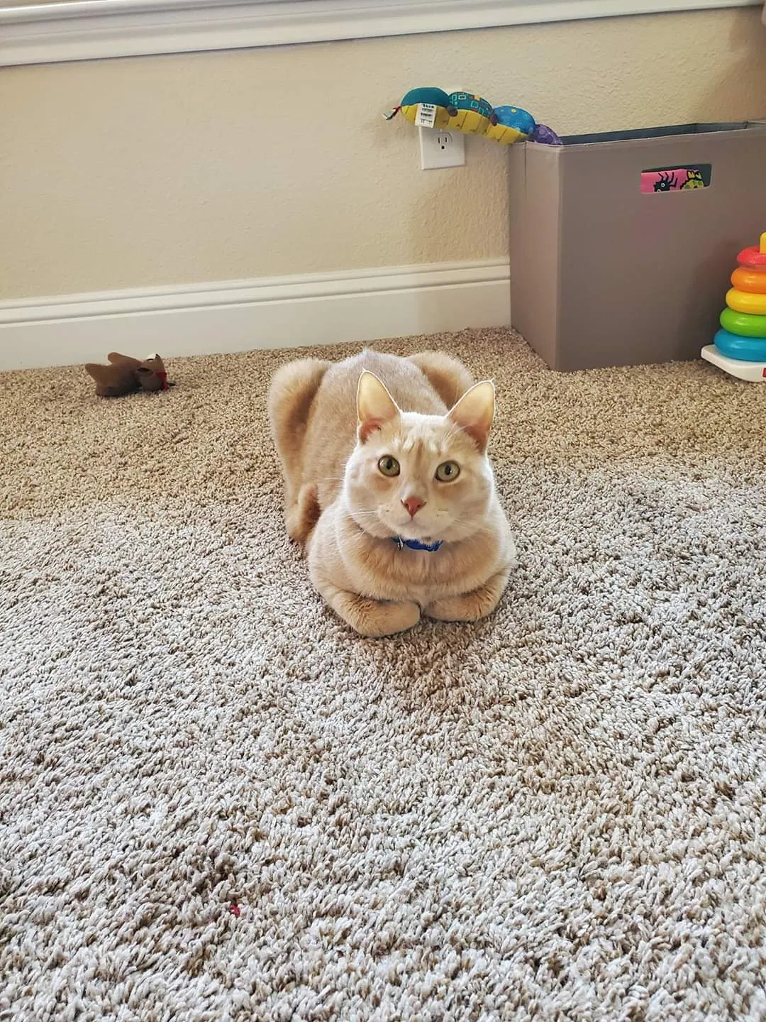 Lost cat in Midland, TX, 79705