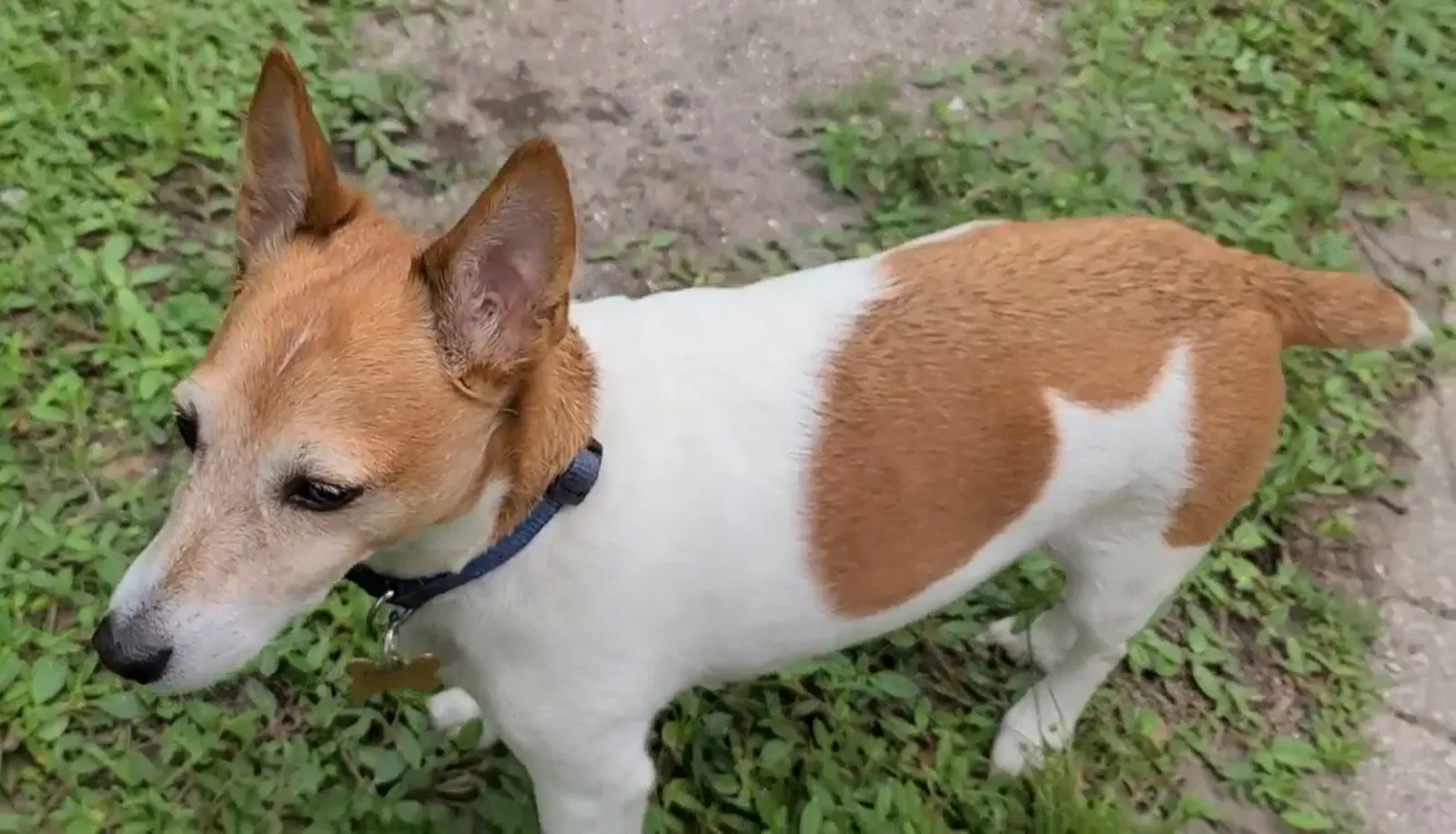 Lost dog in Port Charlotte, FL, 33981