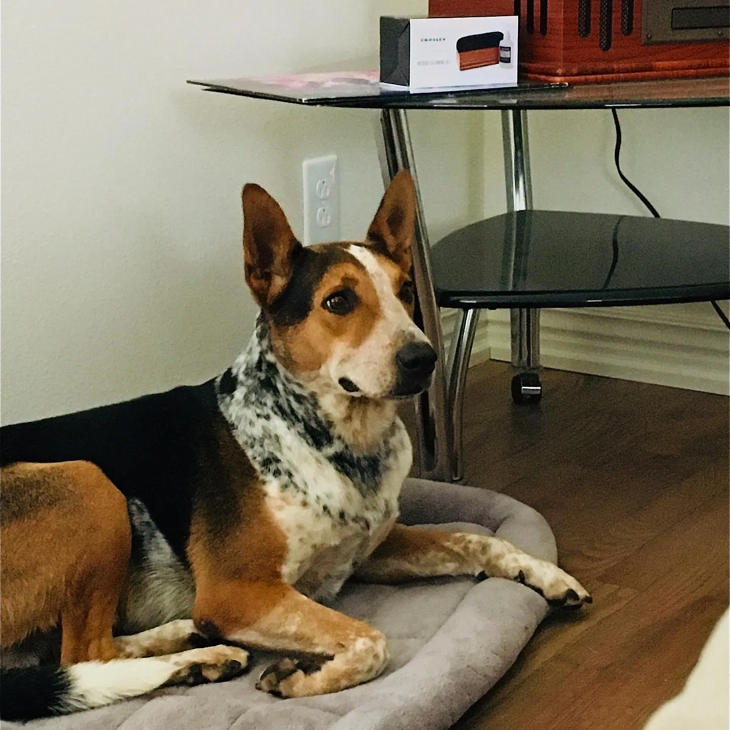 Lost dog in Springdale, AR, 72764