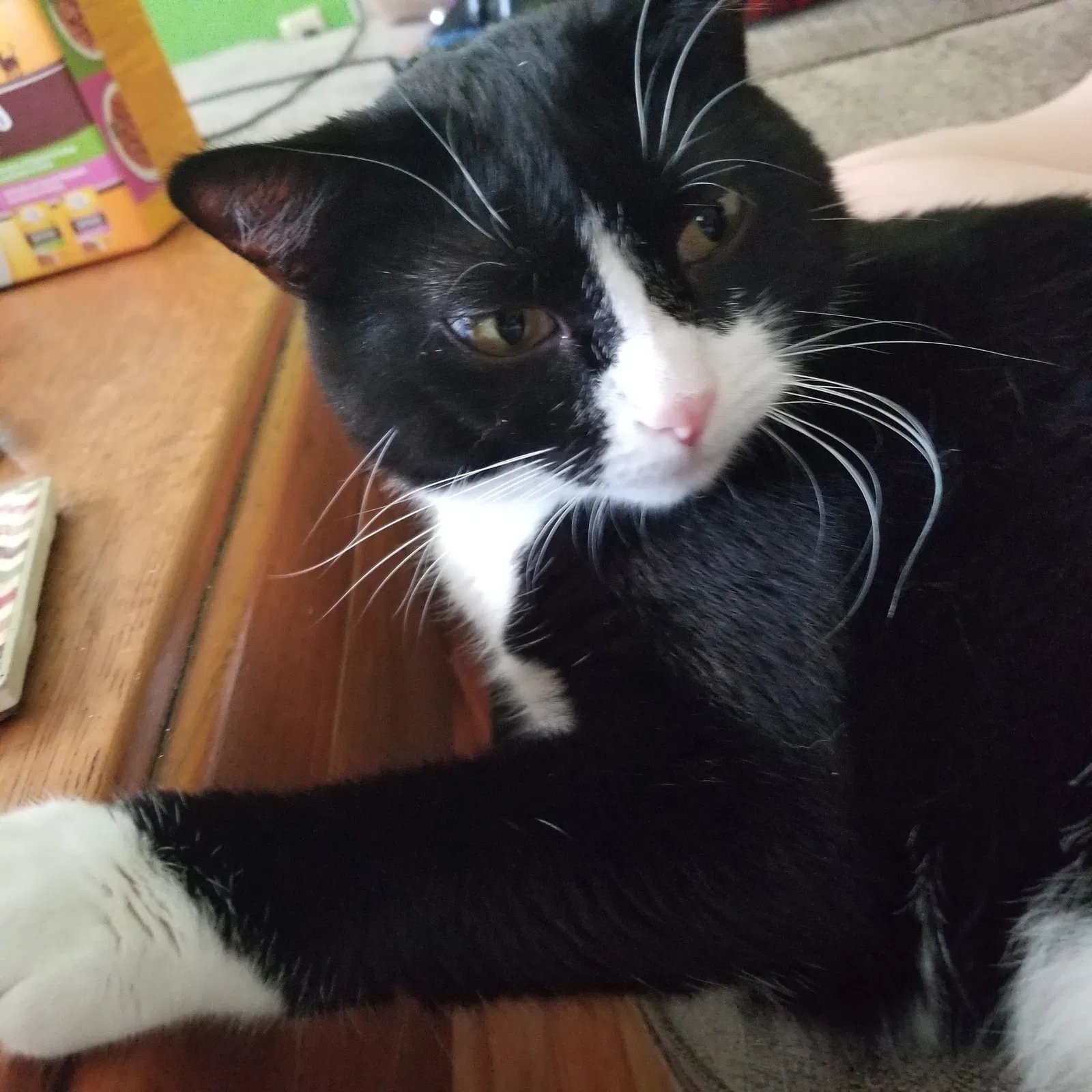 Lost cat in Minneapolis, MN, 55407