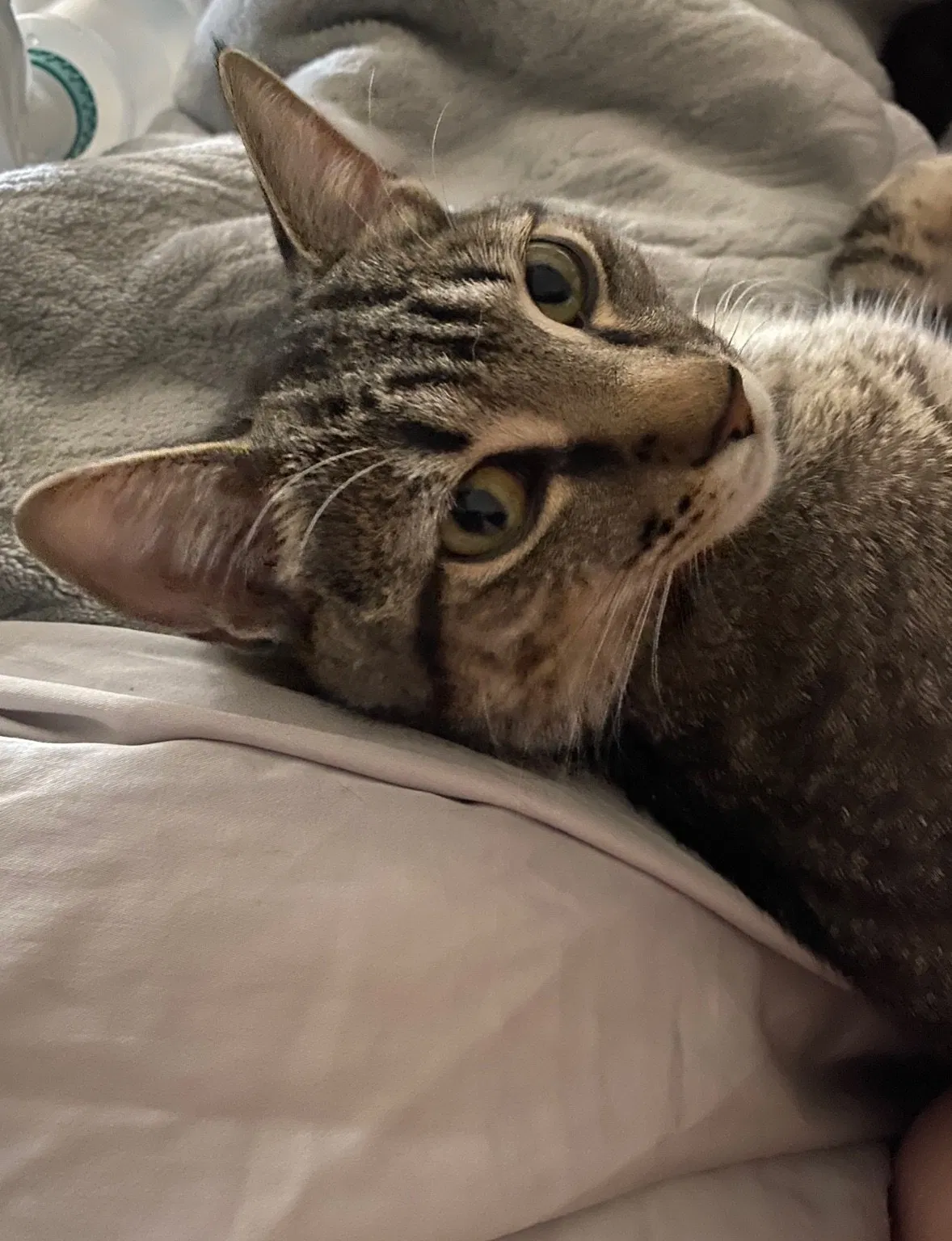 Lost cat in Shawnee, KS, 66226
