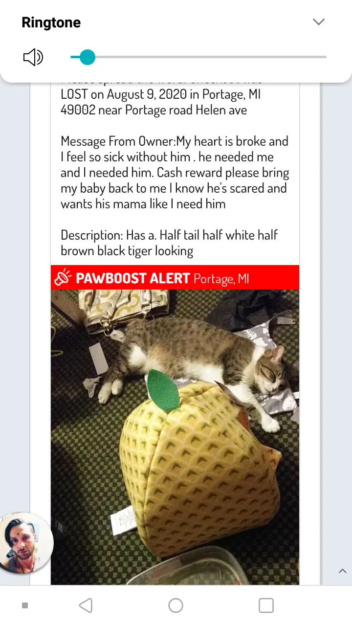 Lost cat in Portage, MI, 49002