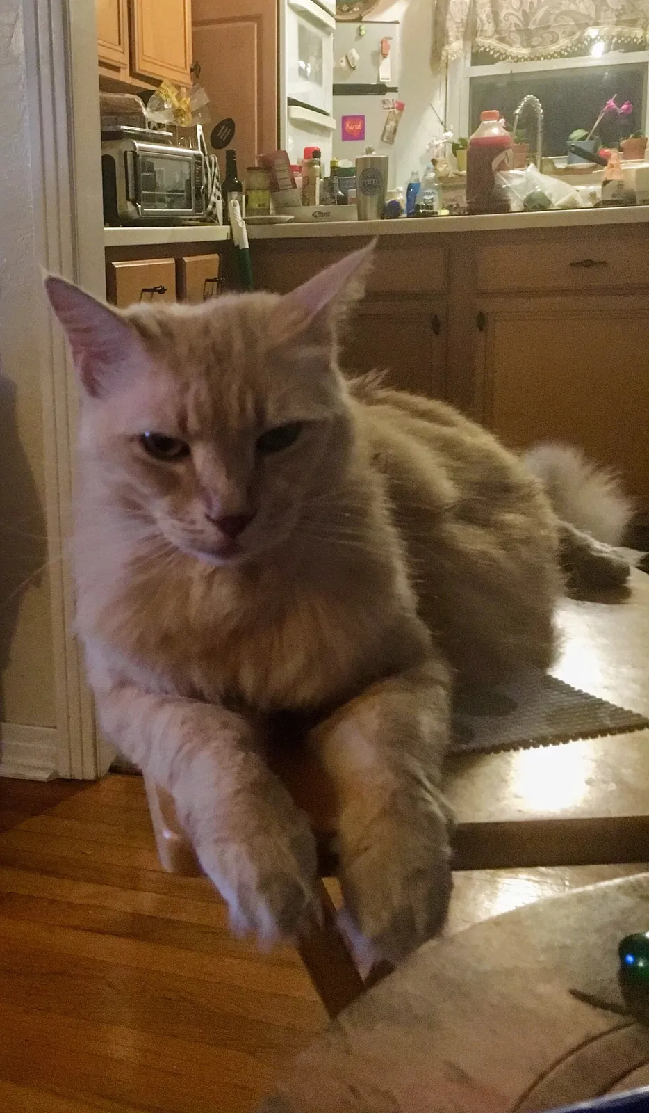 Lost cat in Saint Petersburg, FL, 33708