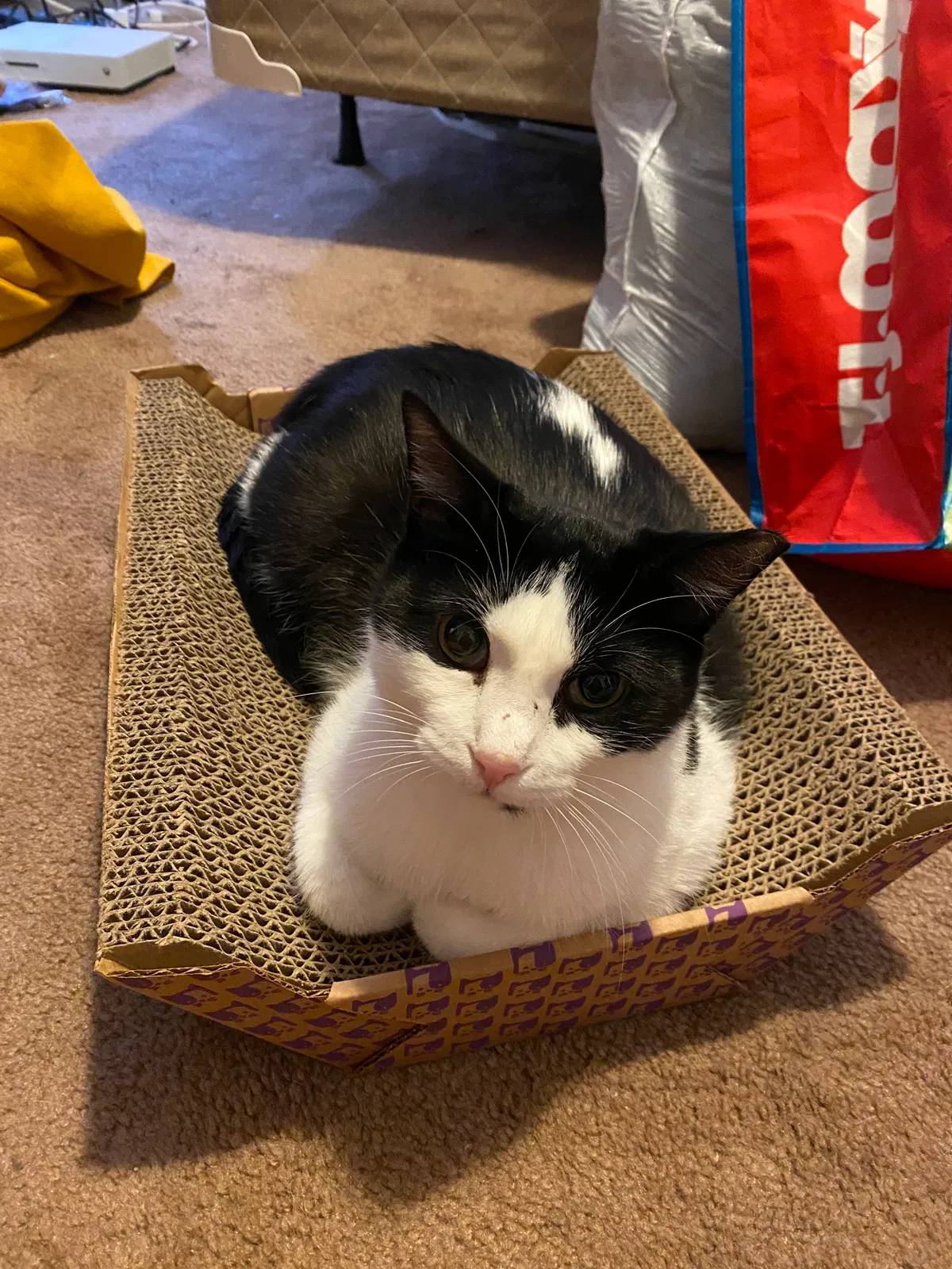 Lost cat in Cincinnati, OH, 45219