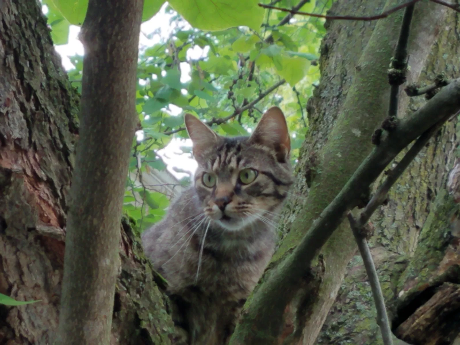 Lost cat in Staunton, VA, 24401