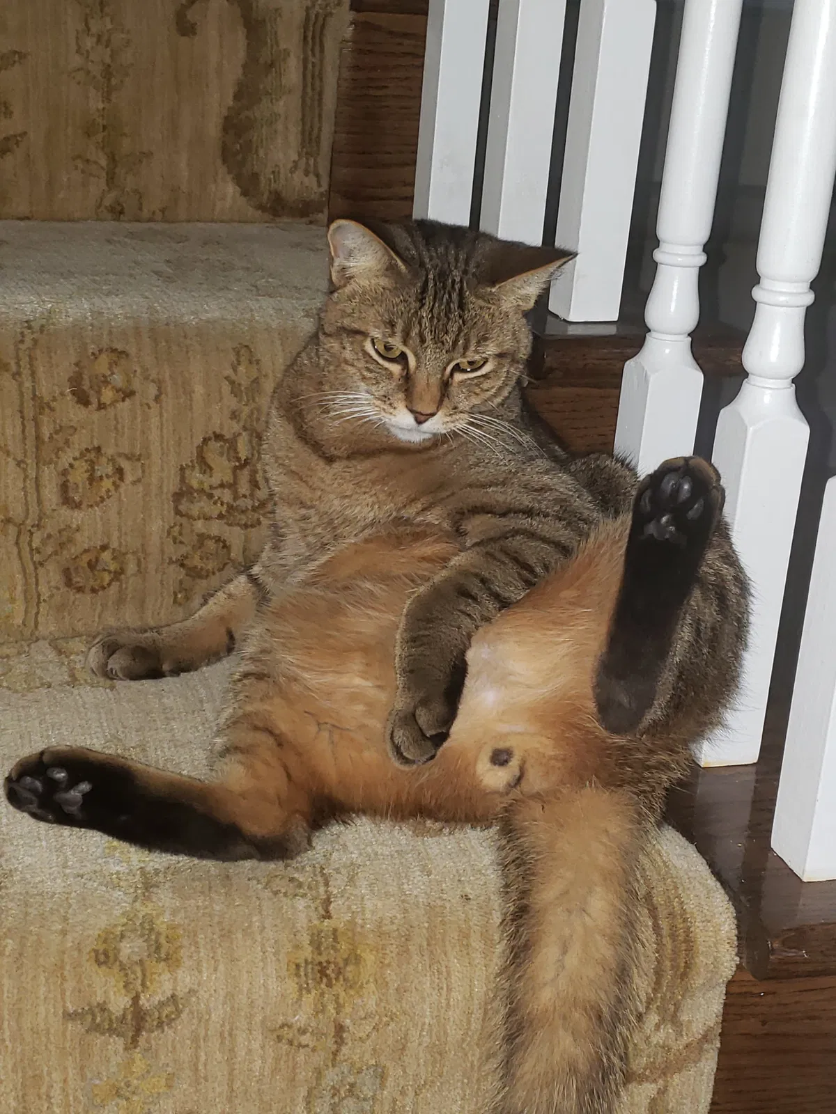 Lost cat in Ormond Beach, FL, 32174