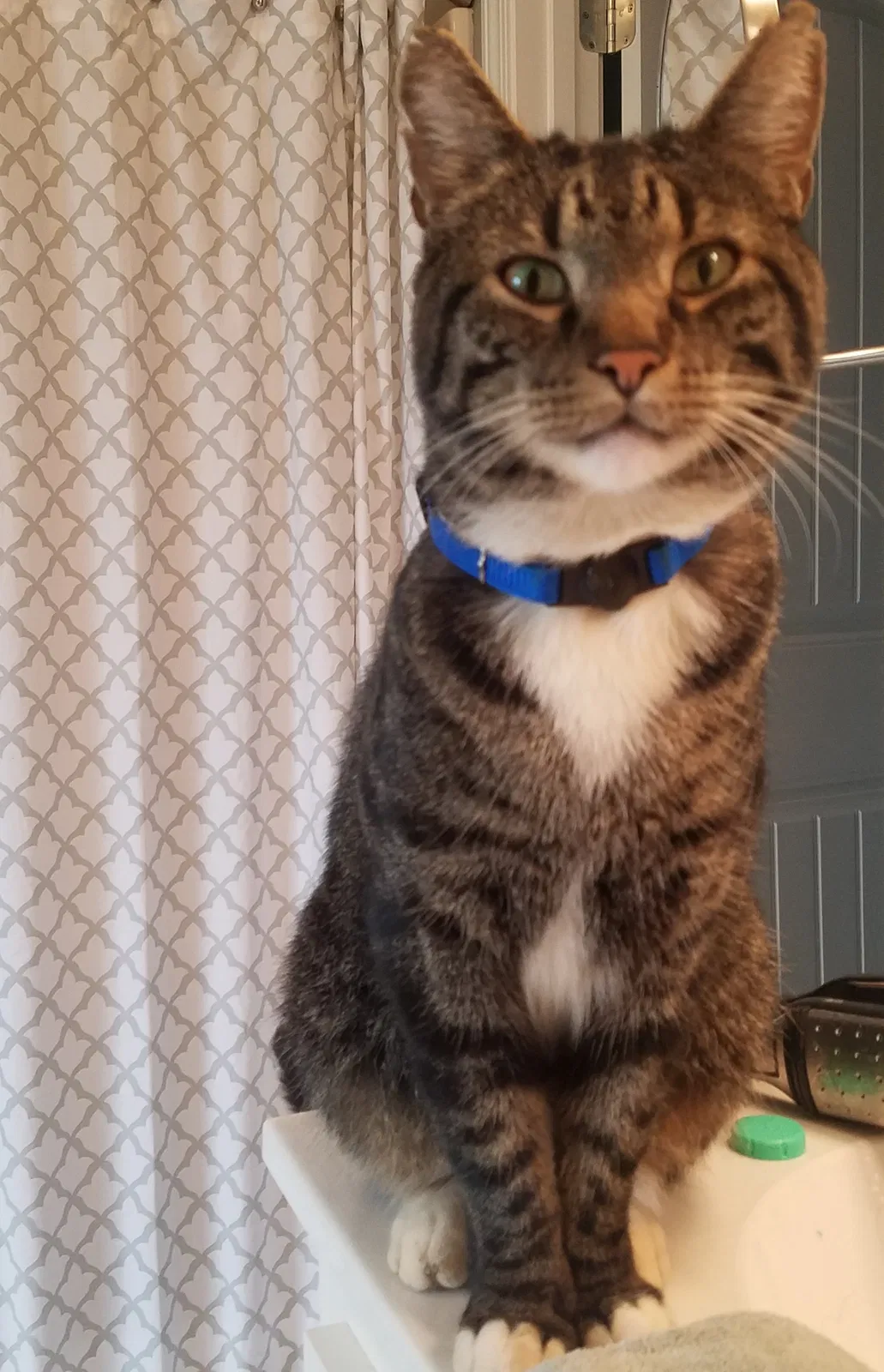 Lost cat in Rome, GA, 30161