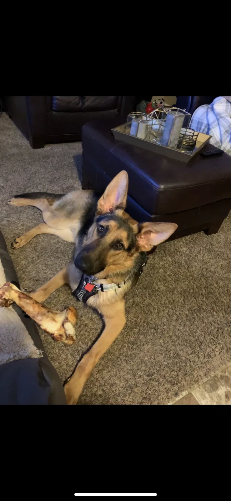 Lost dog in Grimes, IA, 50111