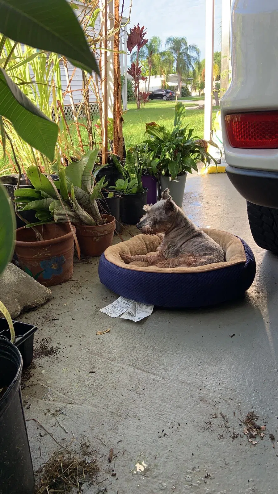 Lost dog in Port Saint Lucie, FL, 34952