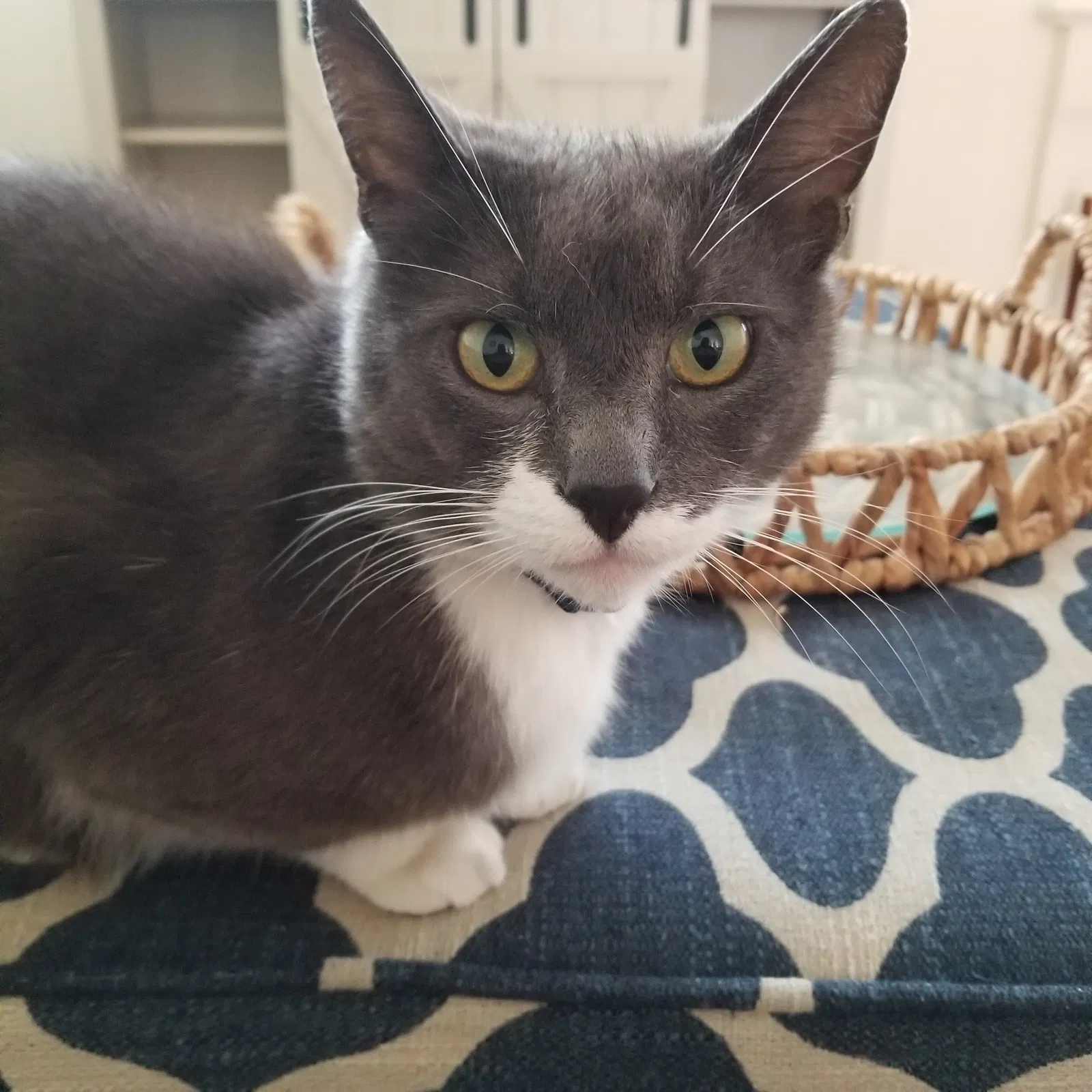 Lost cat in San Luis Obispo, CA, 93401