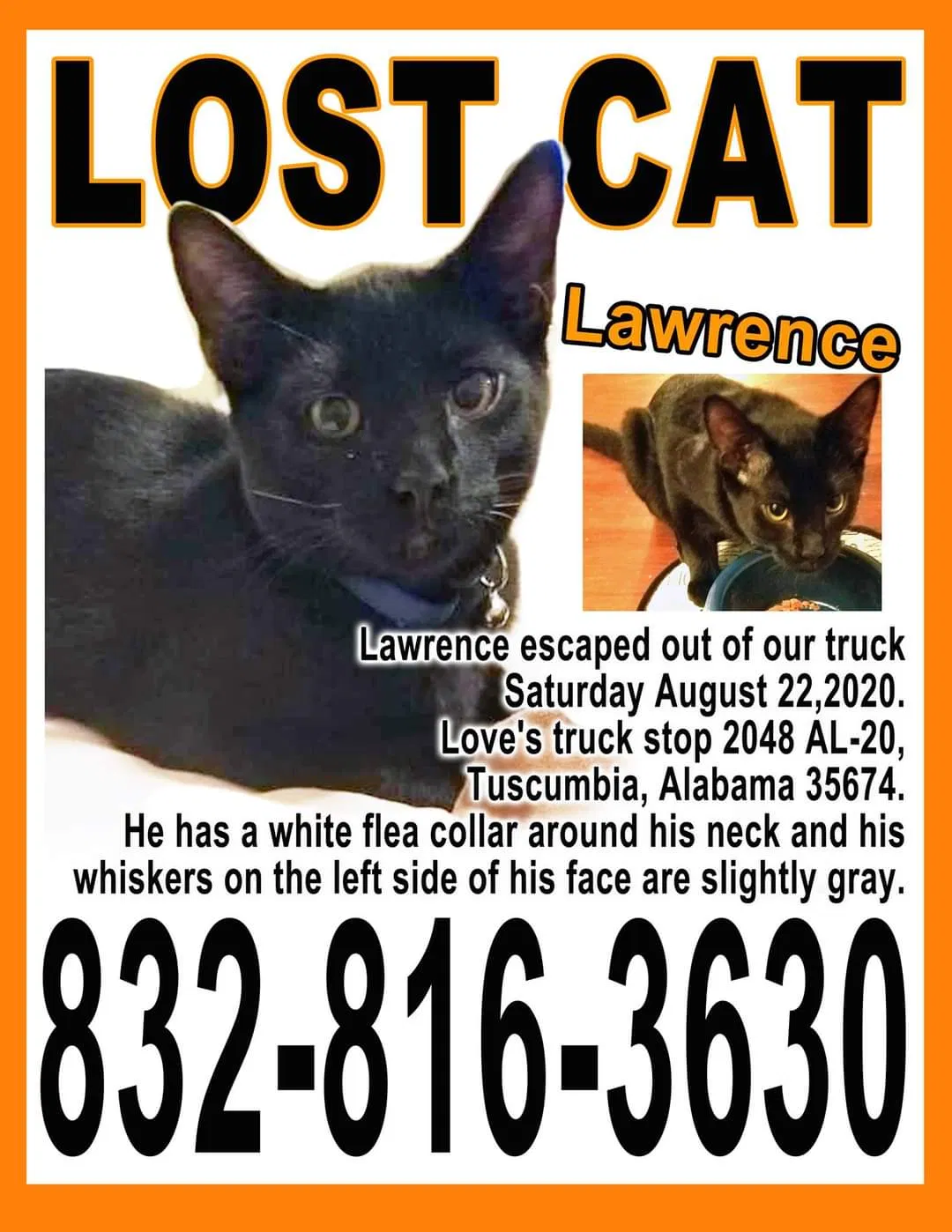 Lost cat in Tuscumbia, AL, 35674