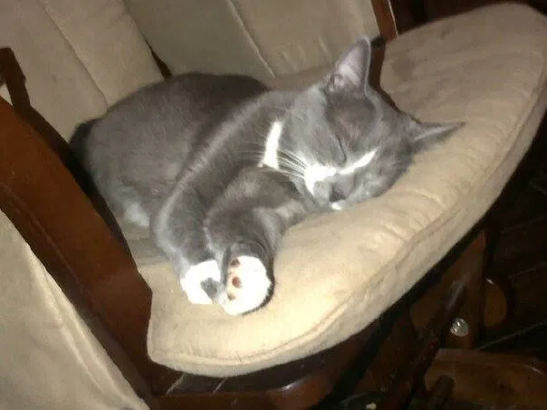 Lost cat in Queen Creek, AZ, 85142