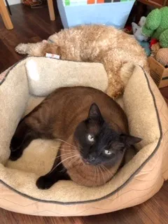 Lost cat in Golden, CO, 80403