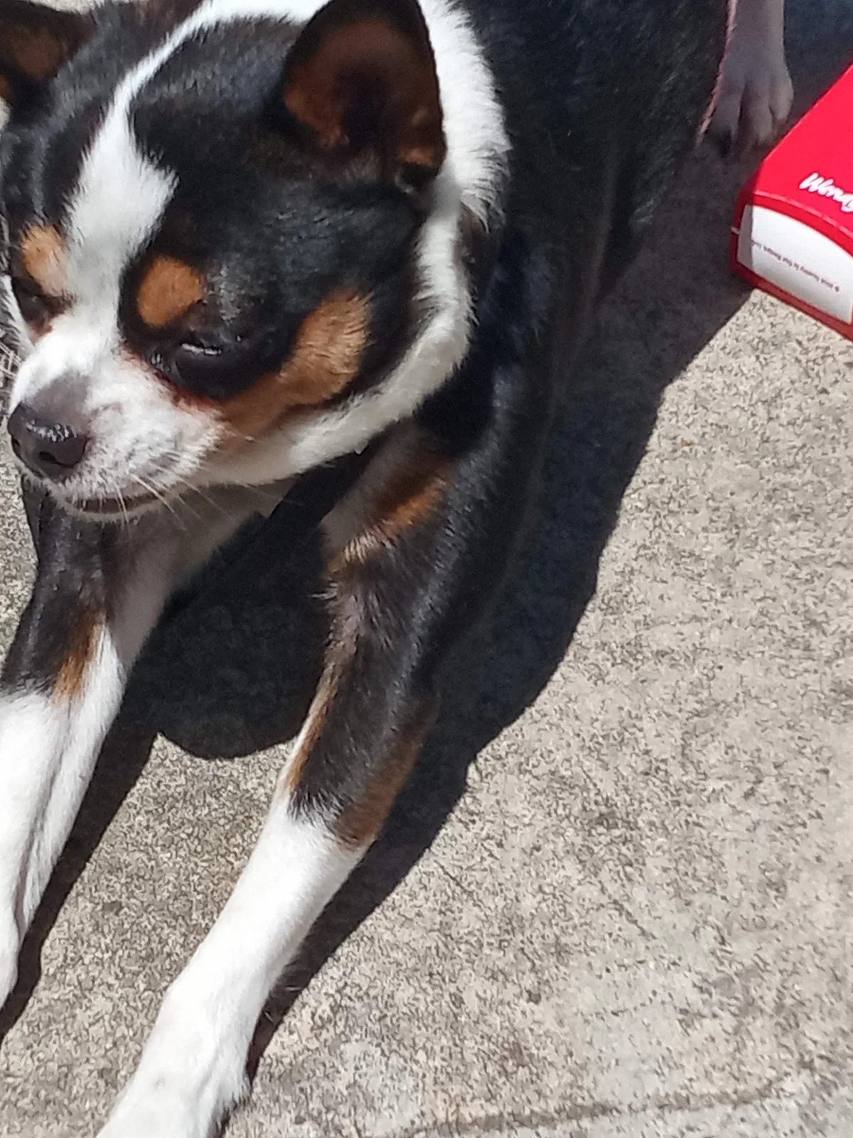 Lost dog in Cedar Park, TX, 78613