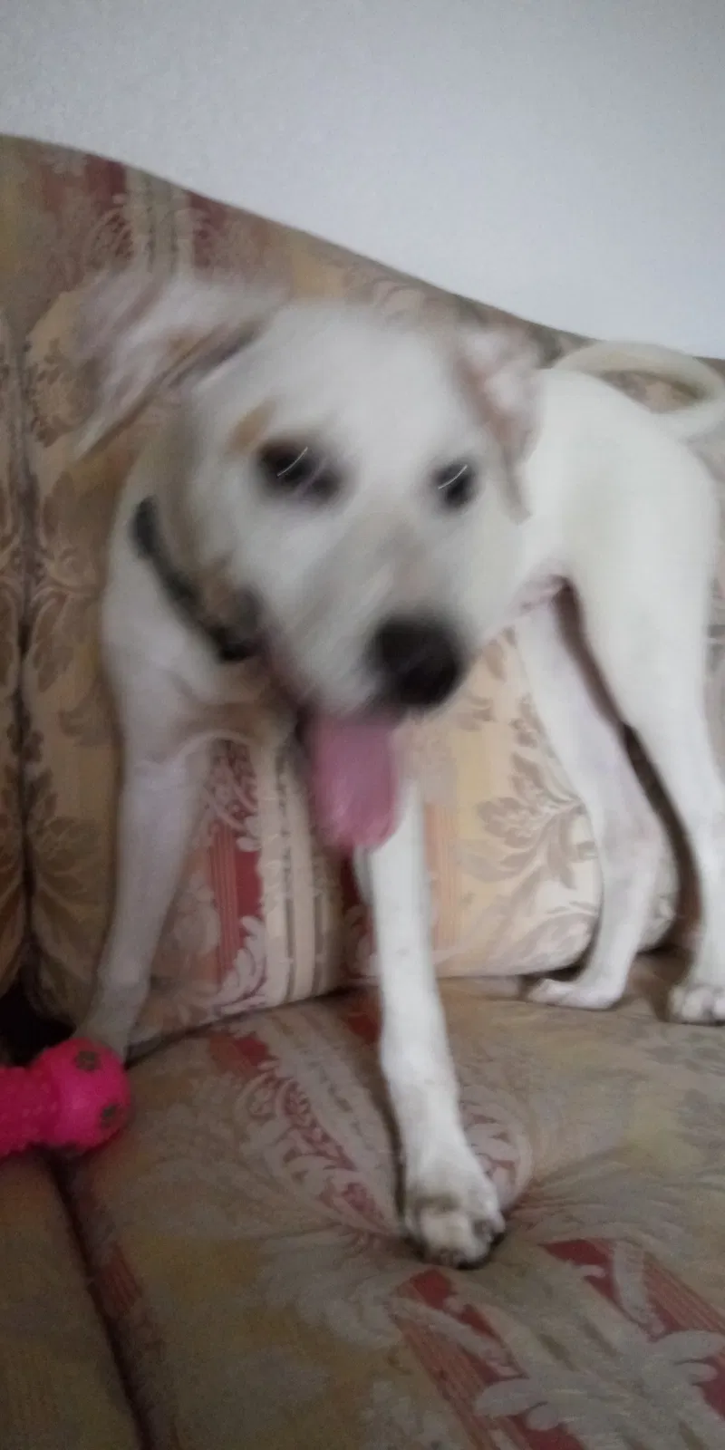 Found dog in Jacksonville, FL, 32206
