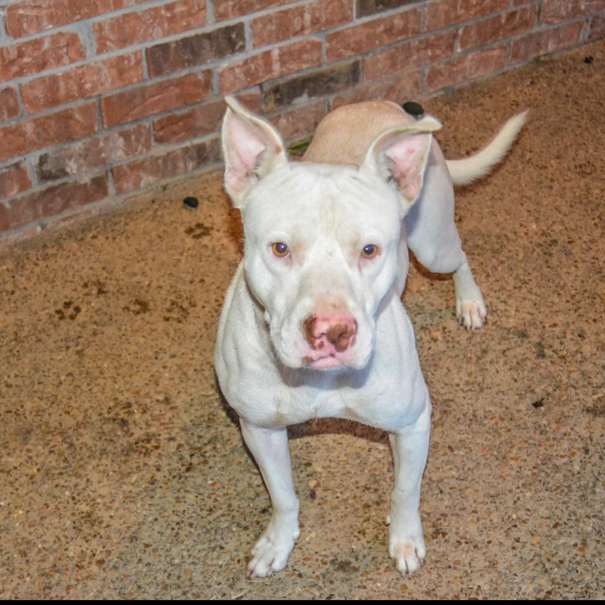 Lost dog in Southaven, MS, 38672