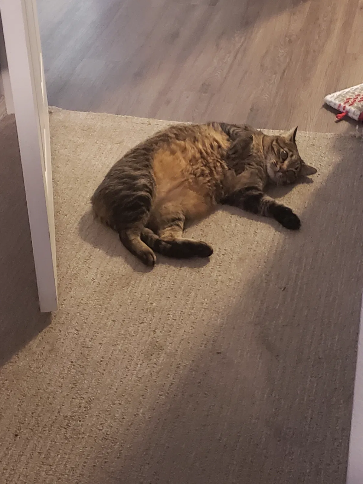 Lost cat in Minneapolis, MN, 55442