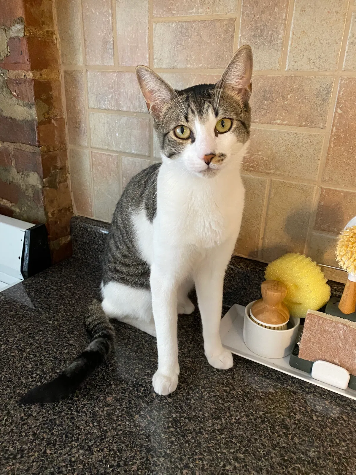 Lost cat in Jamaica, NY, 11430