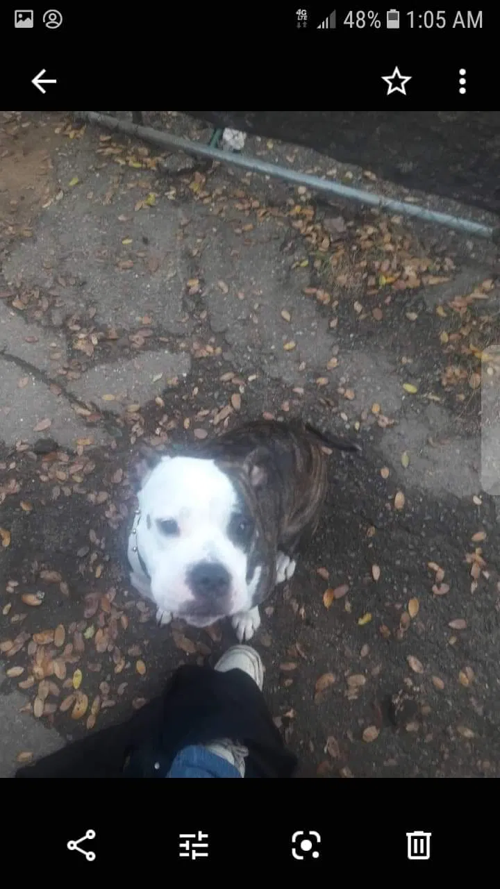 Lost dog in Ione, CA, 95640
