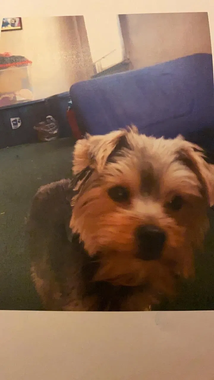 Lost dog in Columbus, OH, 43206