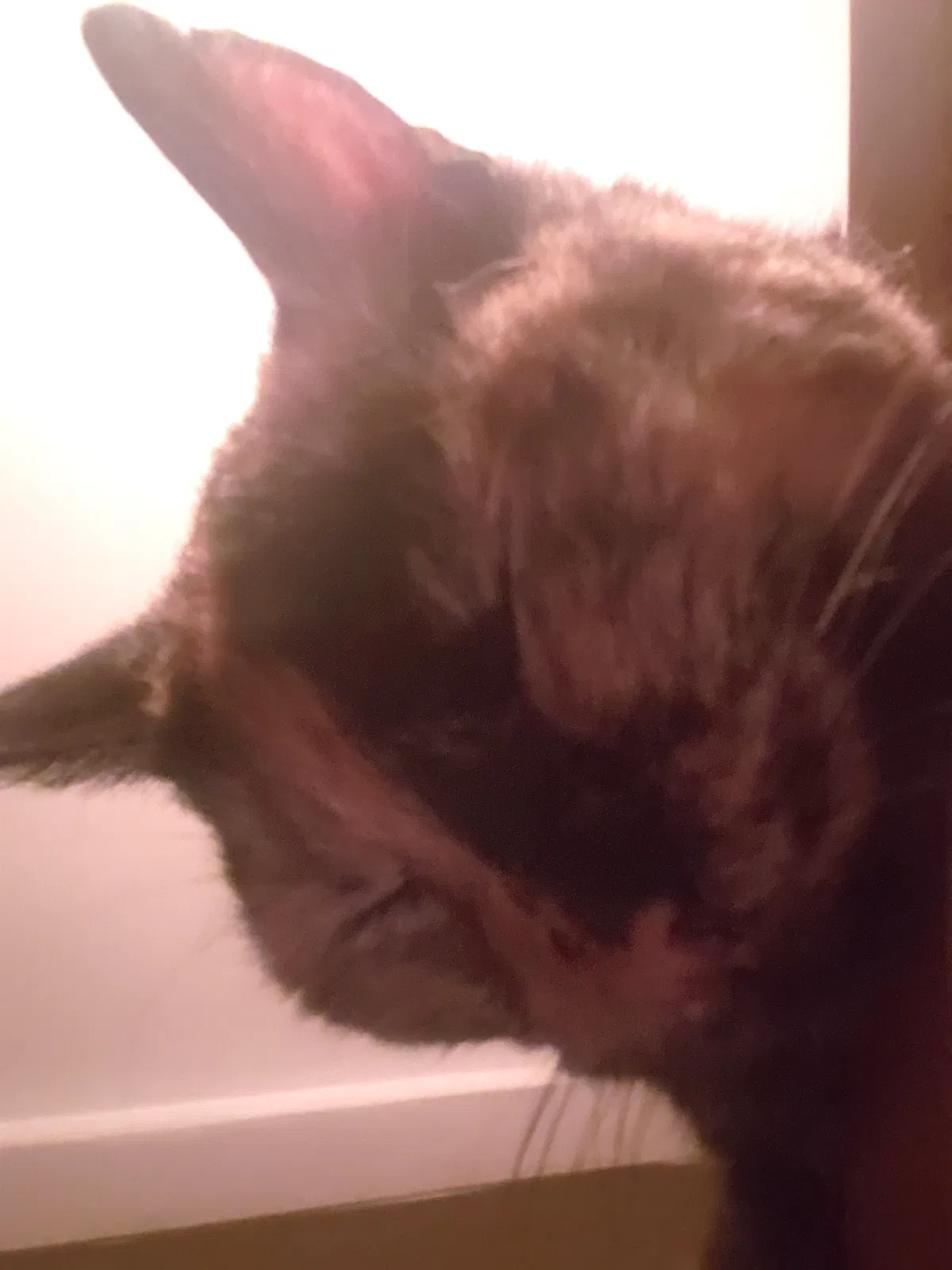 Lost cat in Los Angeles, CA, 90042