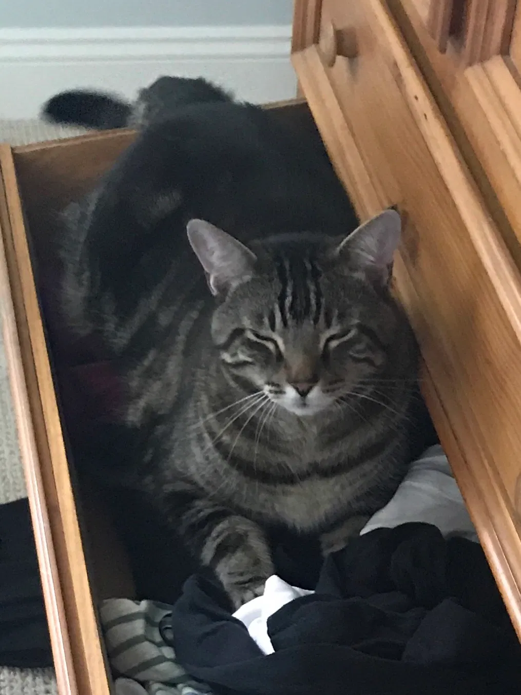 Lost cat in Wrentham, MA, 2093