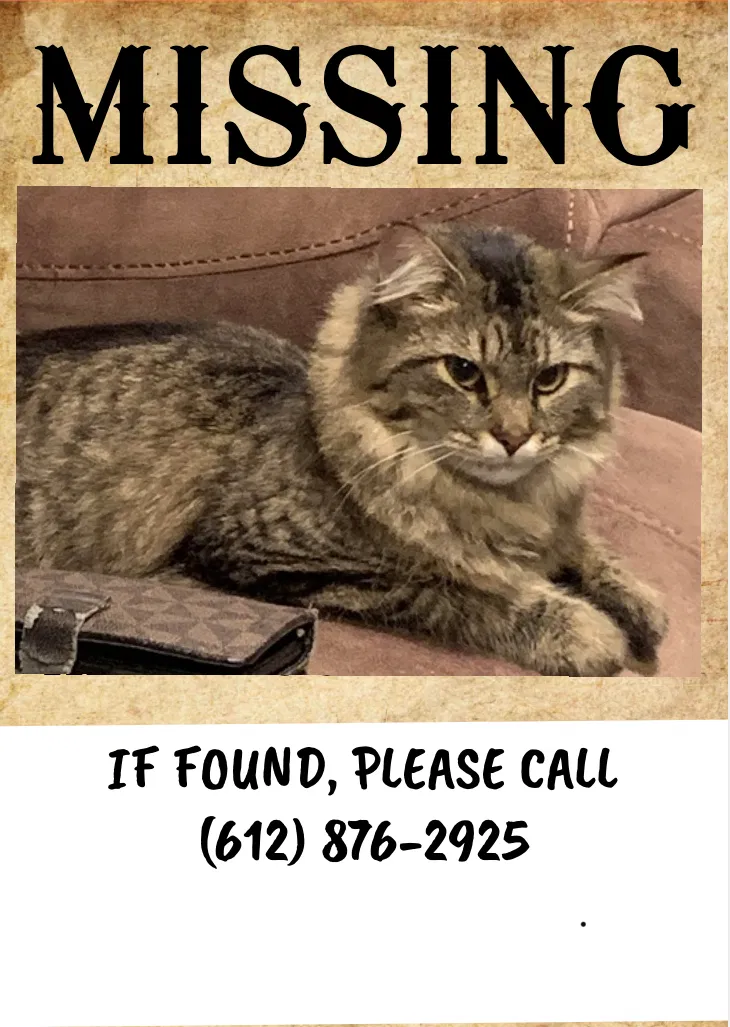 Lost cat in Saint Paul, MN, 55118
