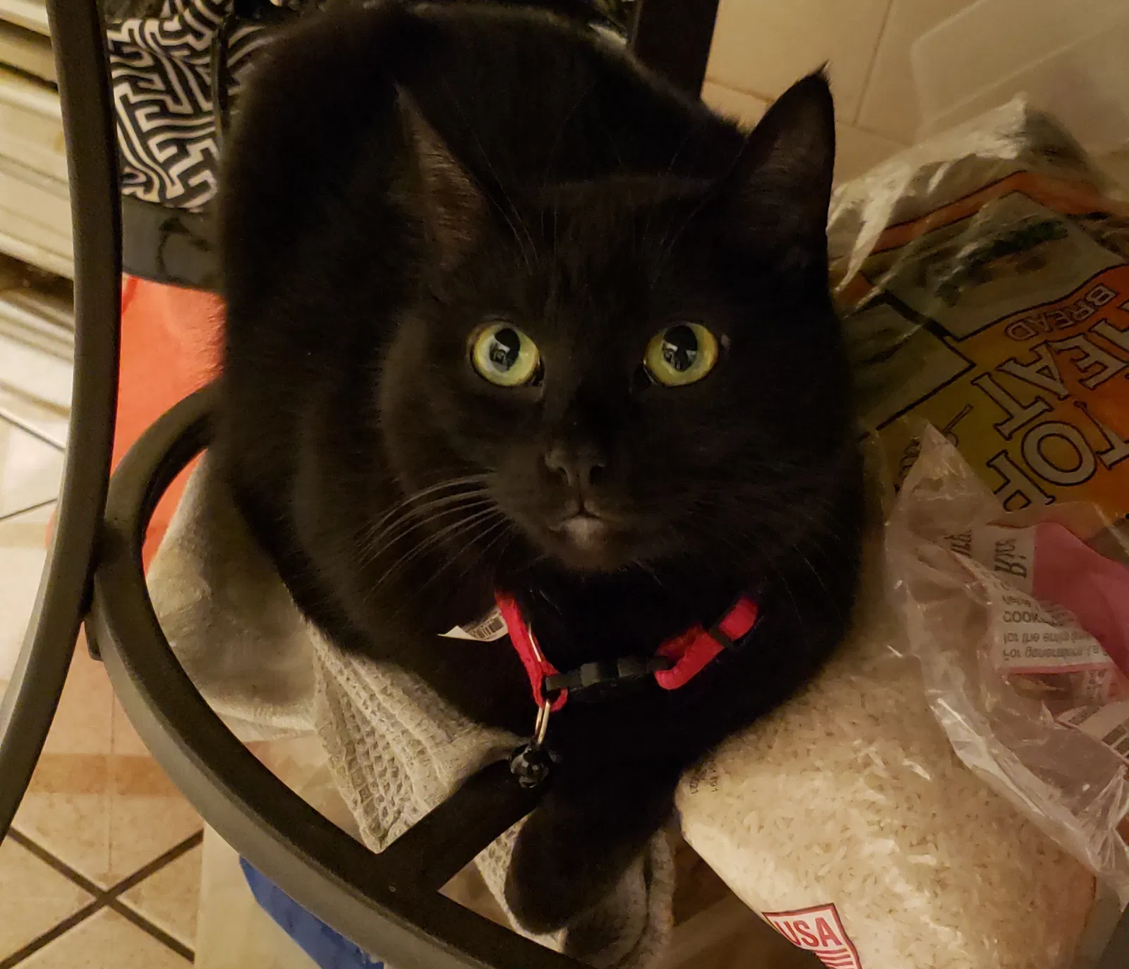 Lost cat in Chicago, IL, 60618