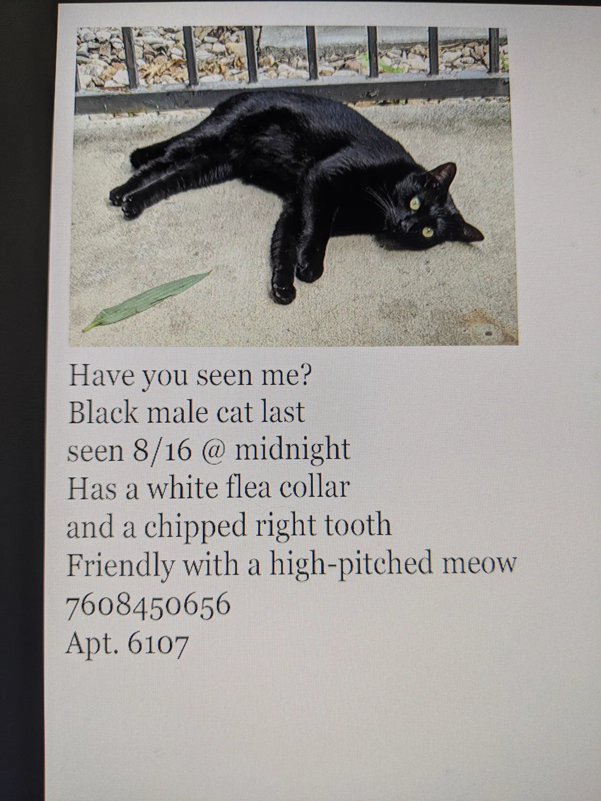 Lost cat in Pflugerville, TX, 78660