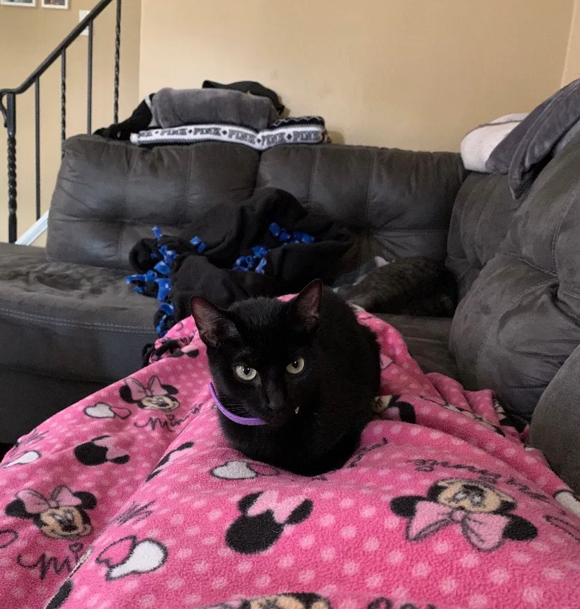Lost cat in Homestead, PA, 15120