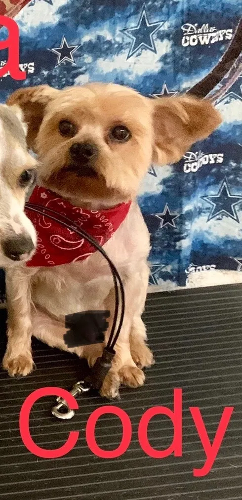 Lost dog in Grand Prairie, TX, 75052