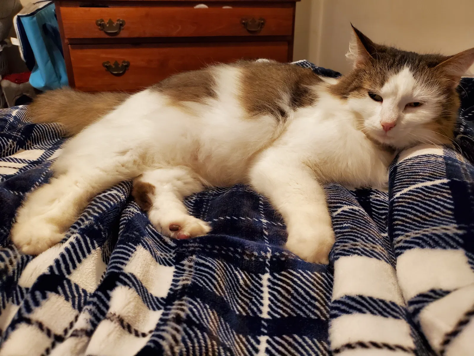 Lost cat in Finleyville, PA, 15332