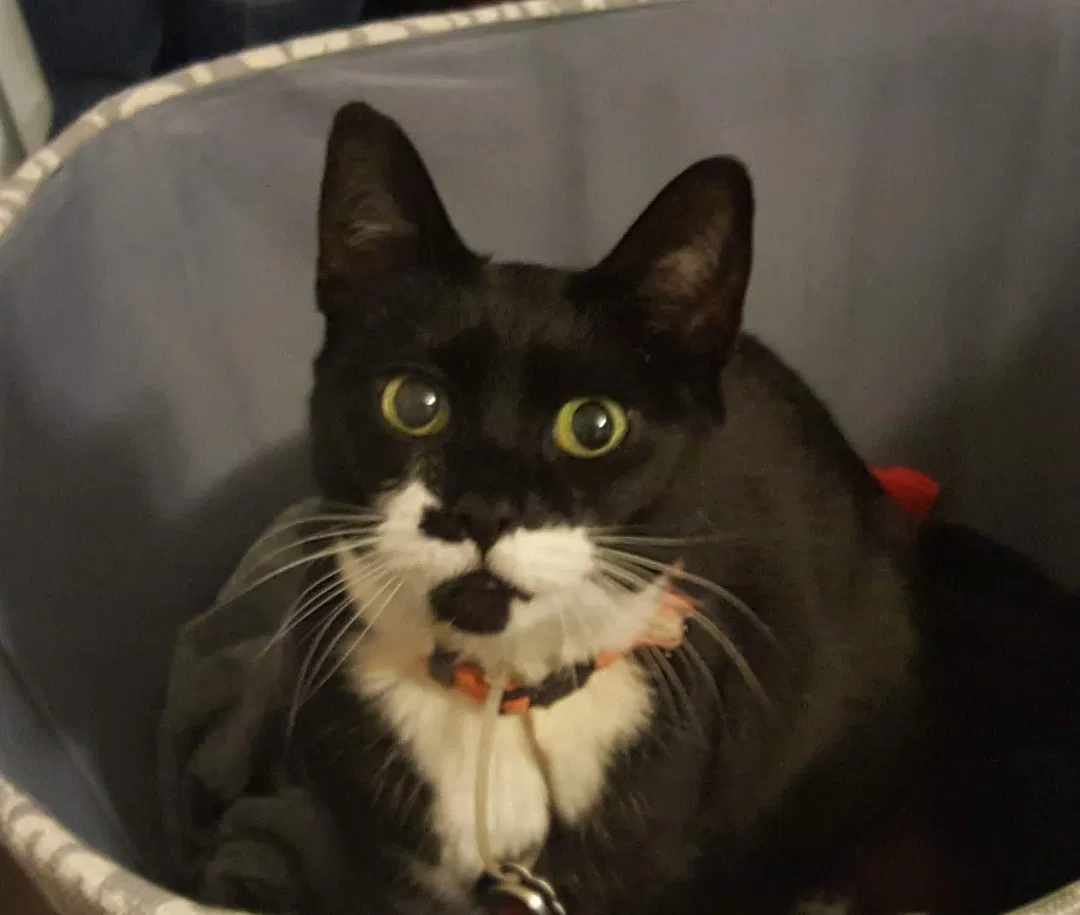 Lost cat in Lawrenceville, GA, 30044