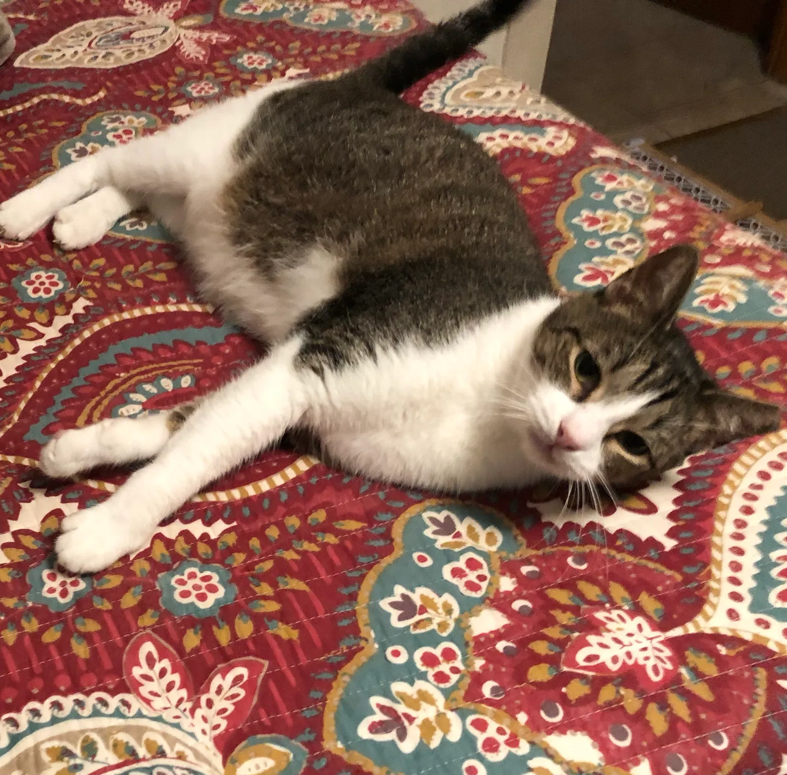 Lost cat in Revere, MA, 2151