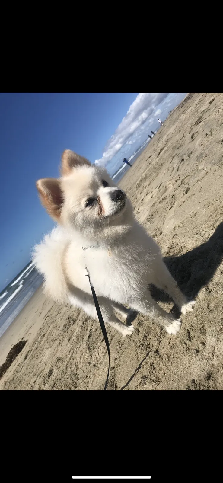 Lost dog in Santa Ana, CA, 92701