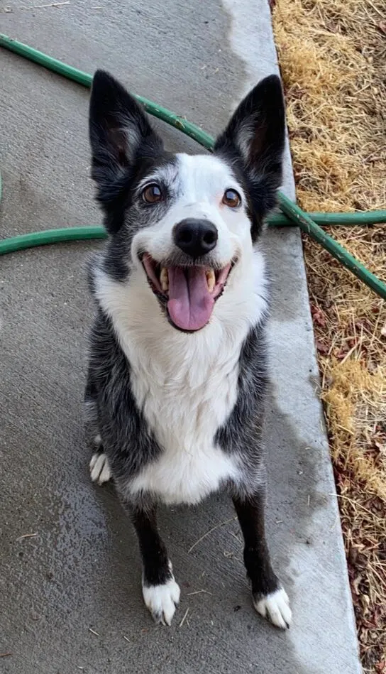 Lost dog in Reno, NV, 89511