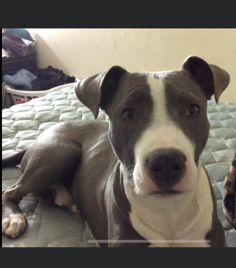 Lost dog in Visalia, CA, 93291