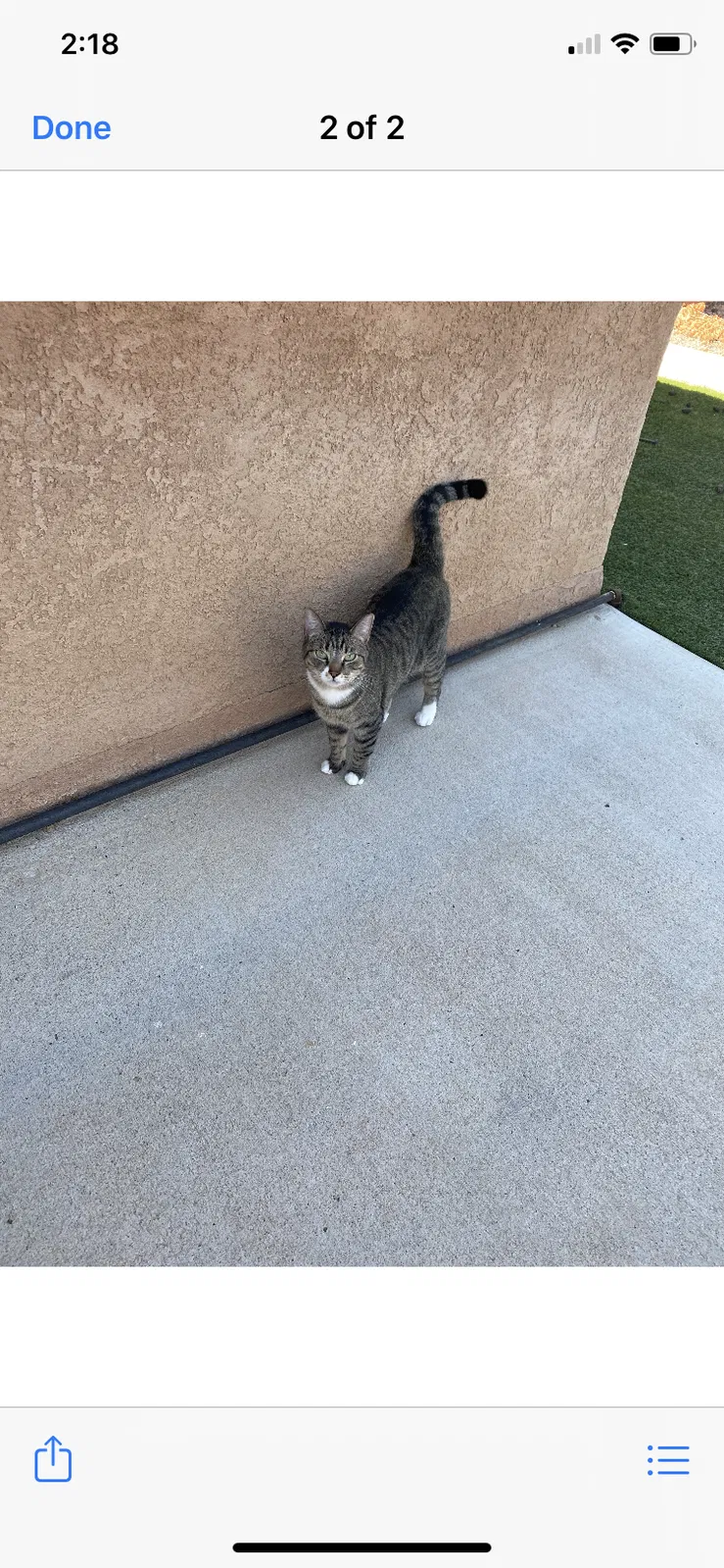 Lost cat in Albuquerque, NM, 87123