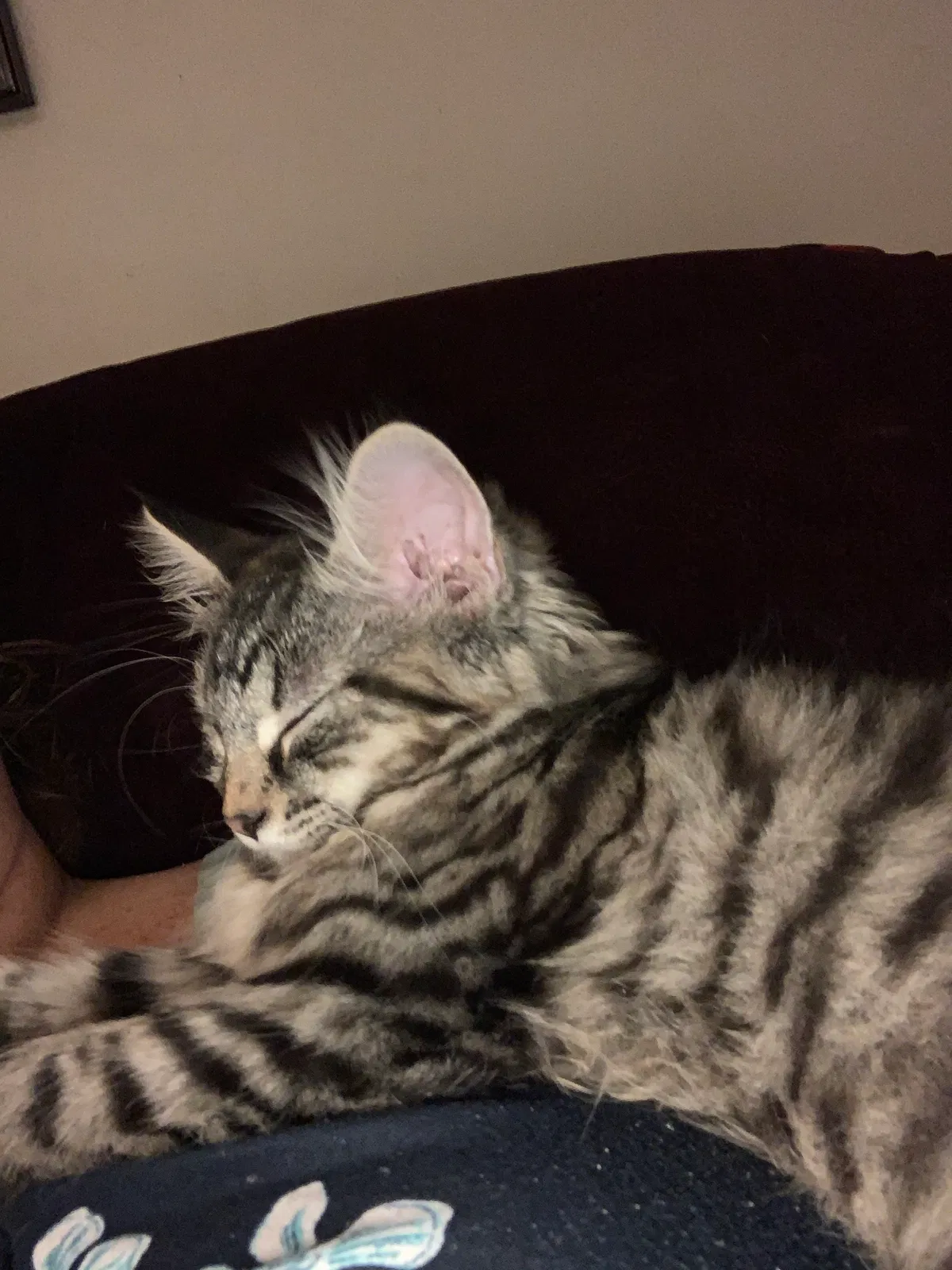 Lost cat in Unknown, MI, 40548