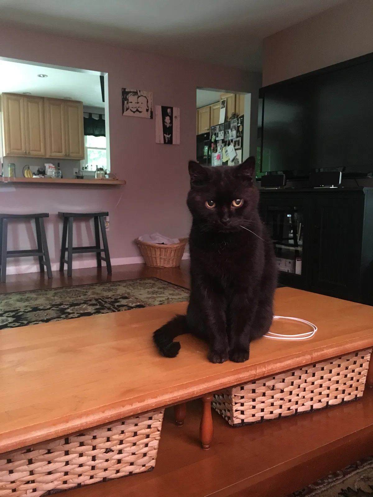 Lost cat in Woburn, MA, 1801