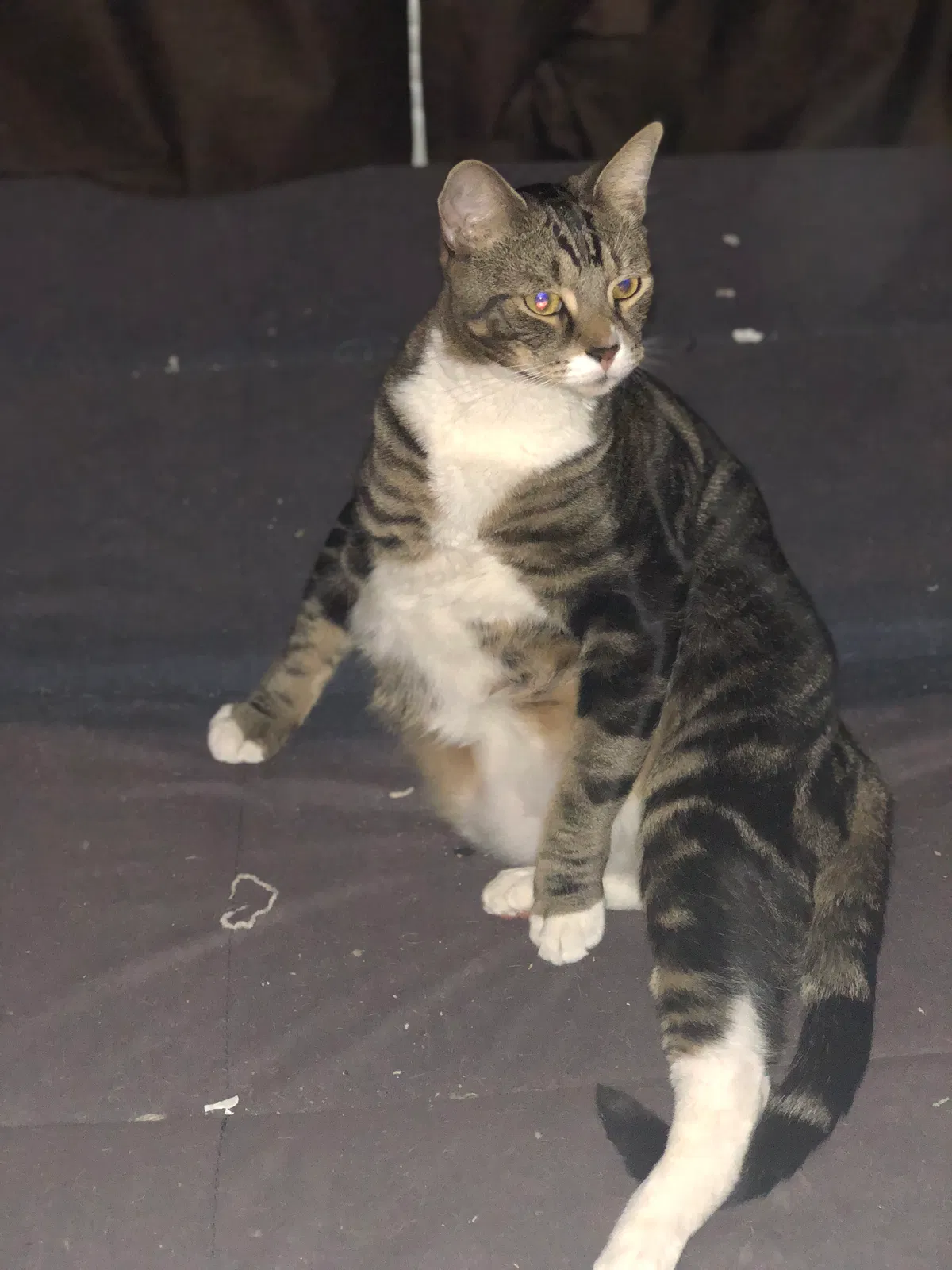 Lost cat in Fort Lauderdale, FL, 33334