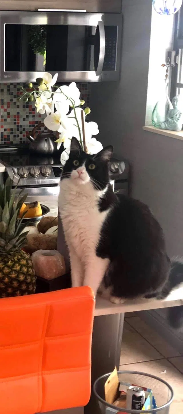 Lost cat in Fort Lauderdale, FL, 33334