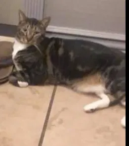 Lost cat in Fort Lauderdale, FL, 33334