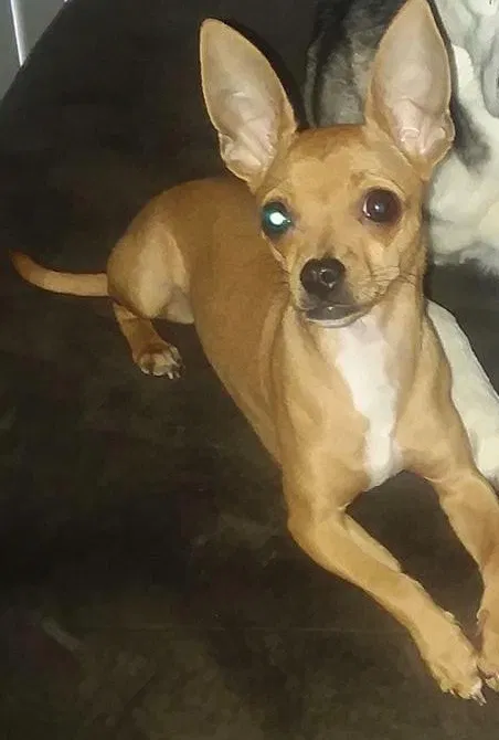 Lost dog in Grove City, OH, 43123